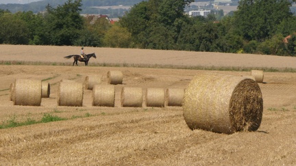 2025 8 Utestedt Kösitz Sprötau Srohballen Getreide Wegrand 64
