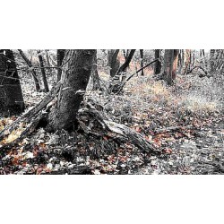 Waldidylle in Herbststimmung