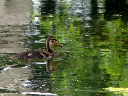 Ente auf dem Teich in Celle