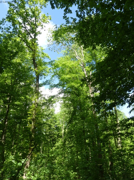 Wald-Himmel-Bäume