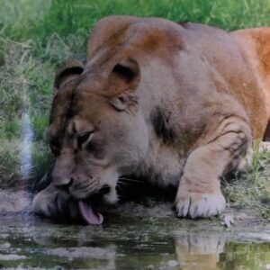 Löwin an der Tränke