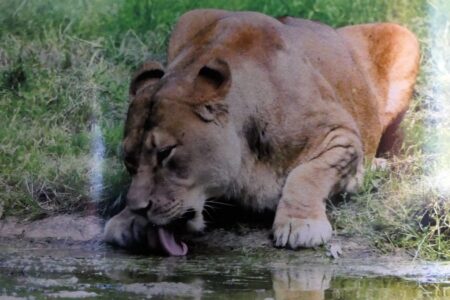 Löwin an der Tränke