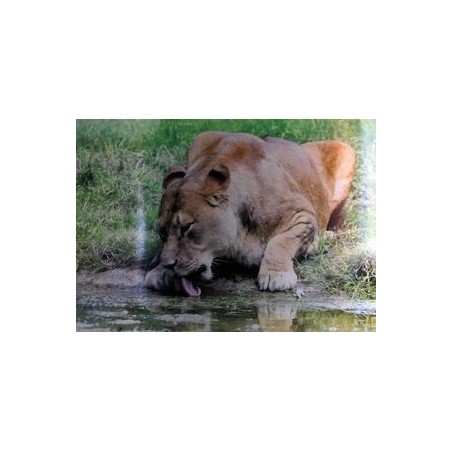 female lion by the water