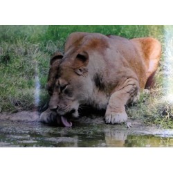 female lion by the water