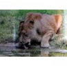 female lion by the water